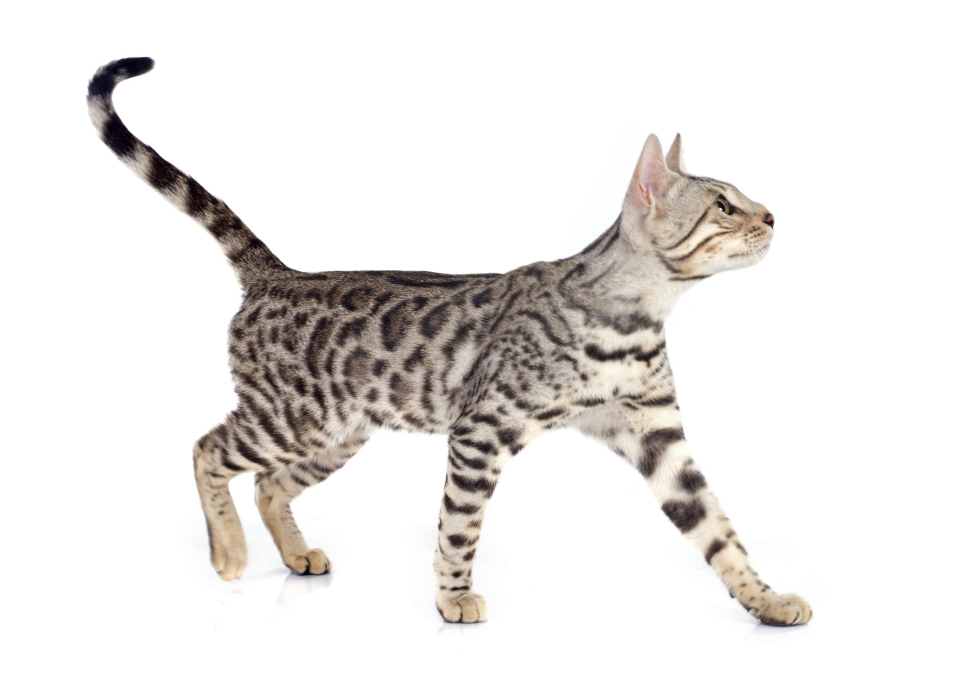 bengal cat Denver Dog Walker
