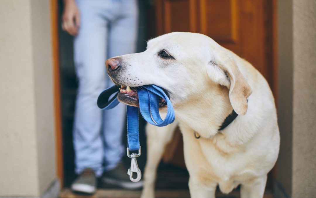 Denver Dog Walking Service