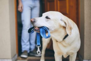 Denver Dog Walking Service