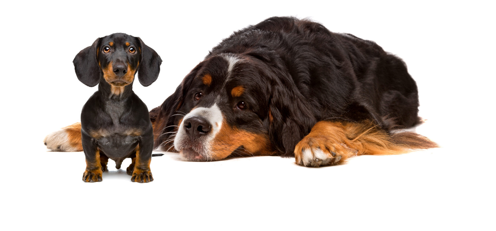 Dachshund and Bernese dog