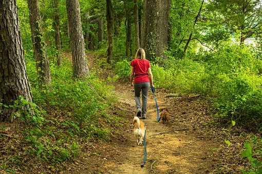 What Services Do Dog Walkers Provide?