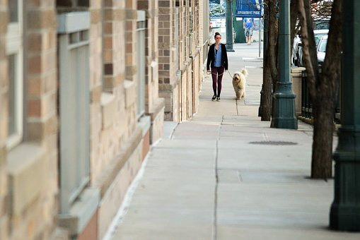 What Qualifications Should I Look for When Hiring a Dog Walker?