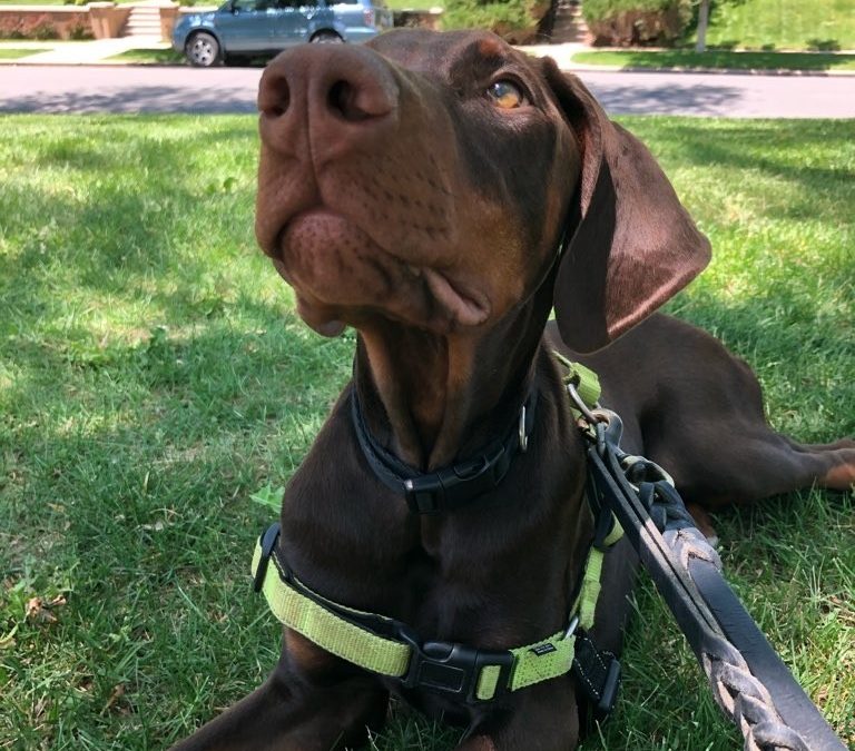 Dog Training – Following Commands
