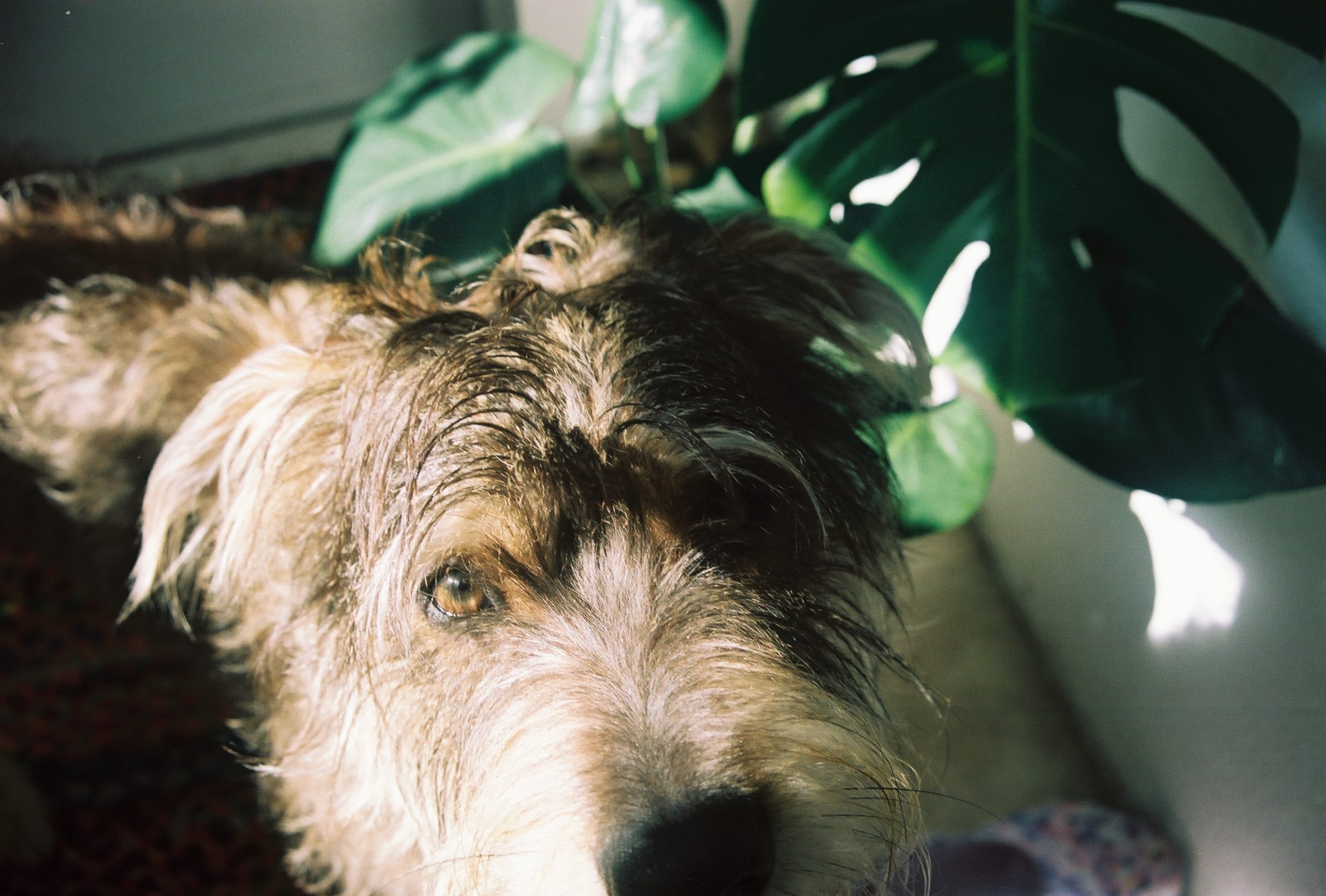 Sadie