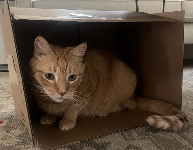 Setting Up Trusted In-Home Pet Sitting for Stress-Free Travel