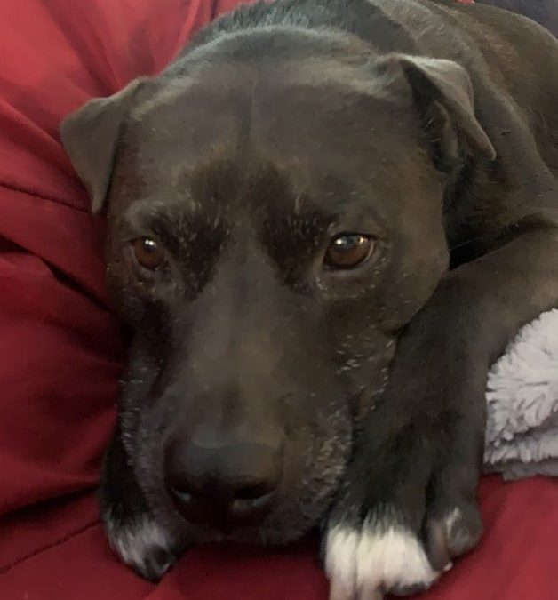 ANXIETY IN DOGS
